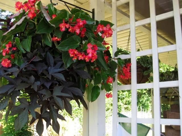 Bed and Breakfast Via Veneto - Old Town Niagara-on-the-Lake Exterior foto