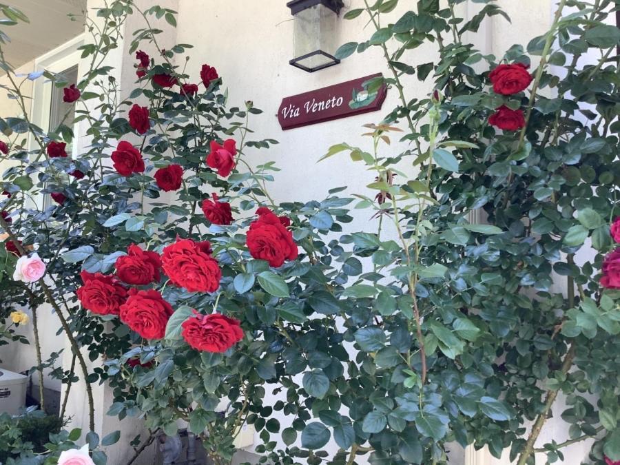 Bed and Breakfast Via Veneto - Old Town Niagara-on-the-Lake Exterior foto